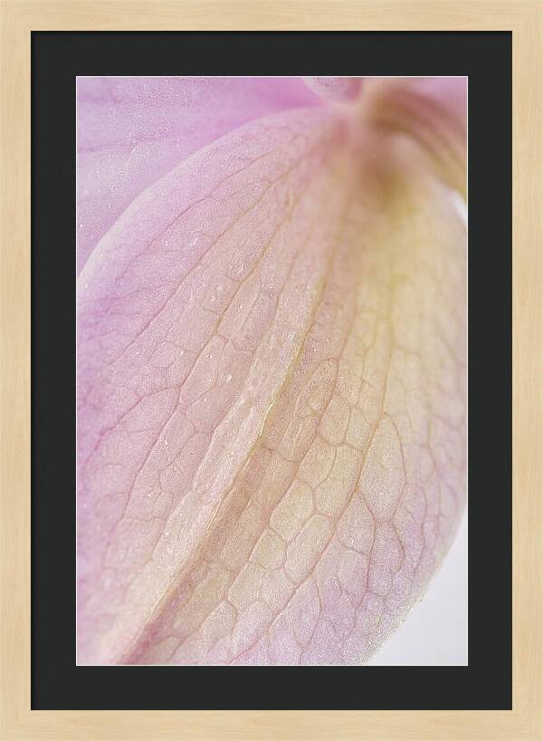 Orchid Petals In Soft Light