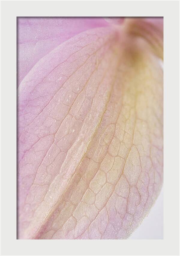 Orchid Petals In Soft Light