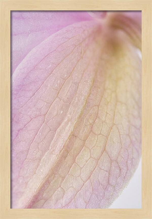 Orchid Petals In Soft Light