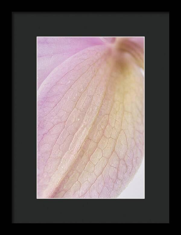 Orchid Petals In Soft Light