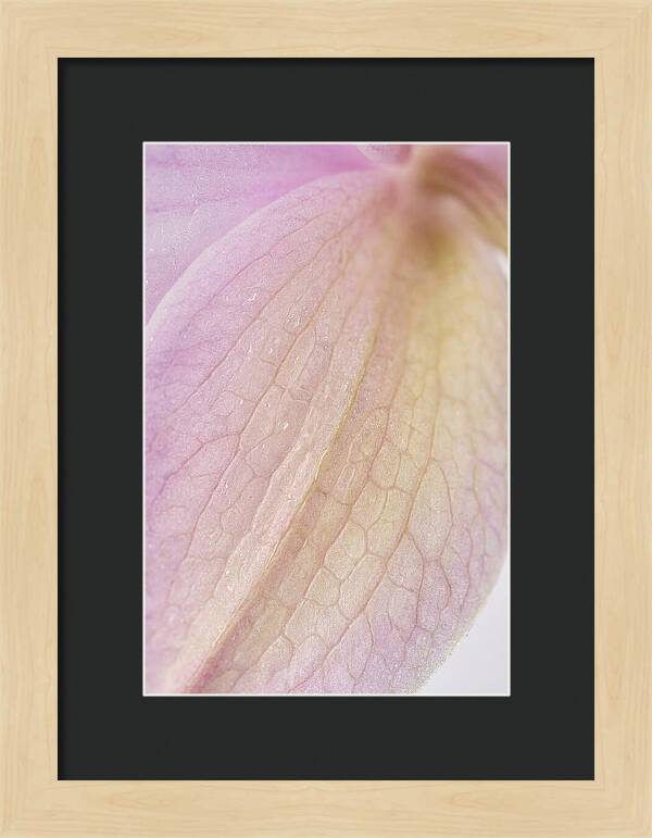 Orchid Petals In Soft Light