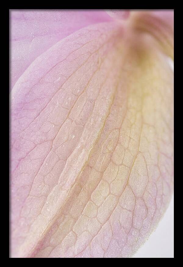 Orchid Petals In Soft Light