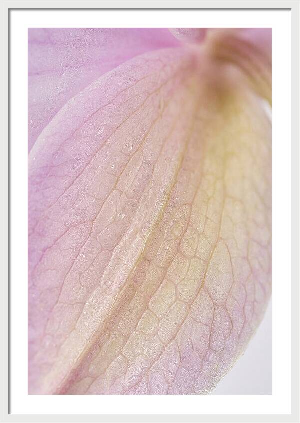 Orchid Petals In Soft Light