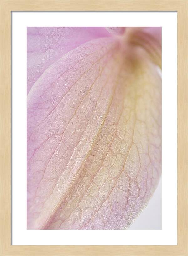 Orchid Petals In Soft Light