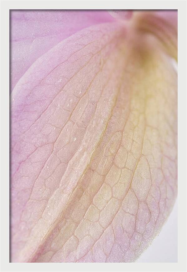 Orchid Petals In Soft Light