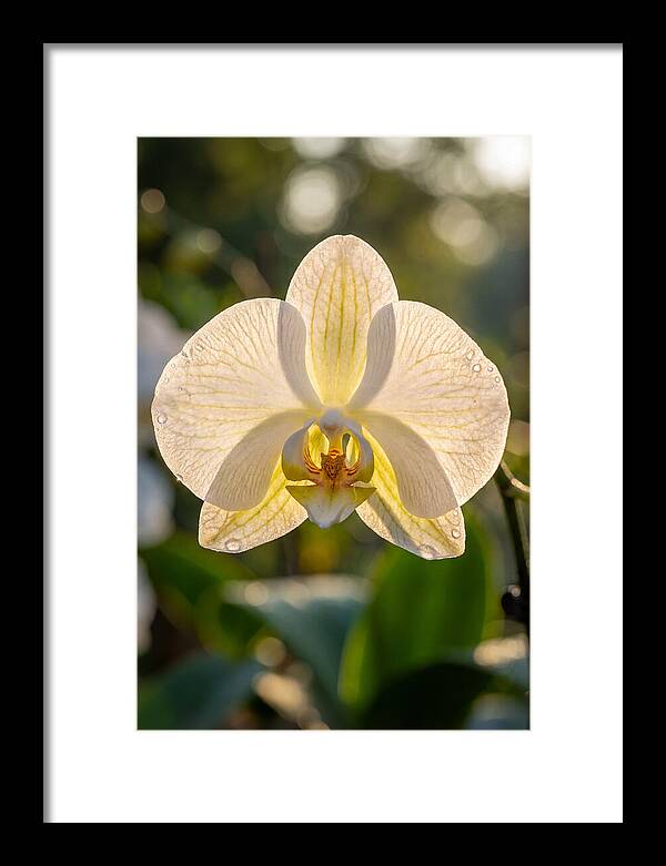 Orchid Petals Translucent