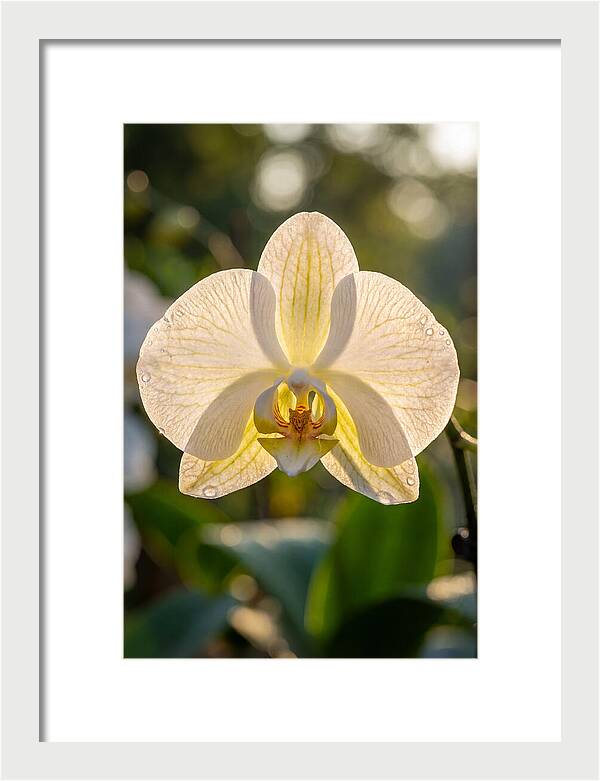 Orchid Petals Translucent