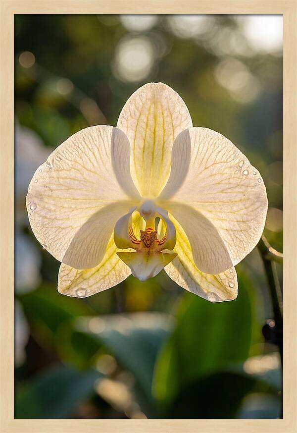 Orchid Petals Translucent