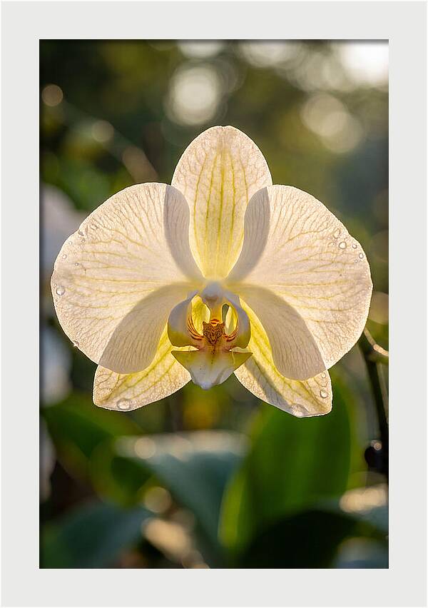 Orchid Petals Translucent