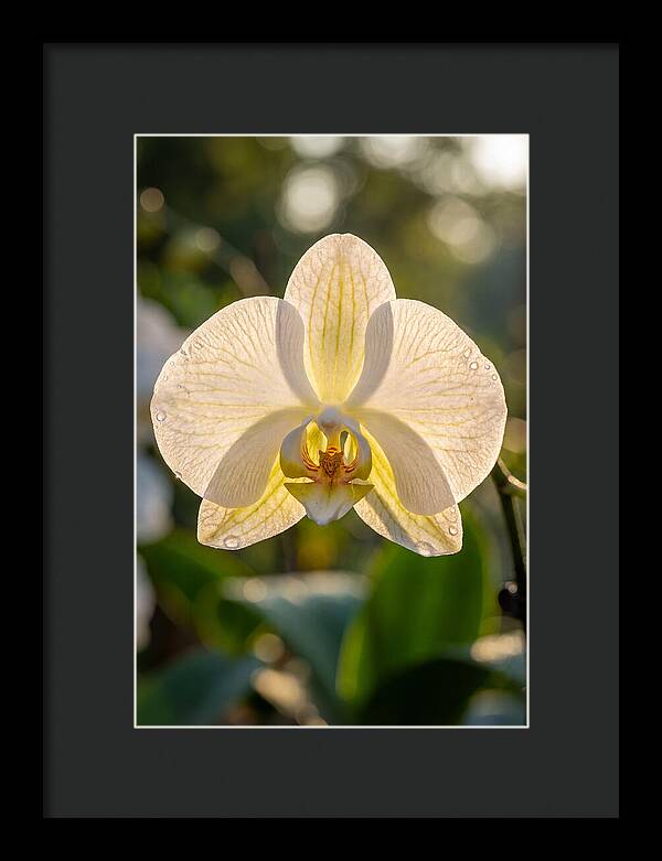 Orchid Petals Translucent
