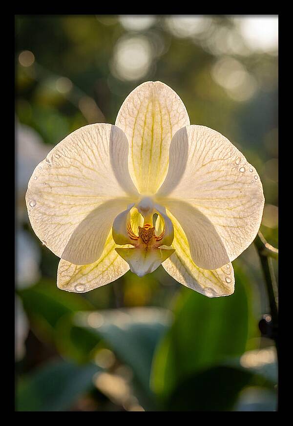 Orchid Petals Translucent