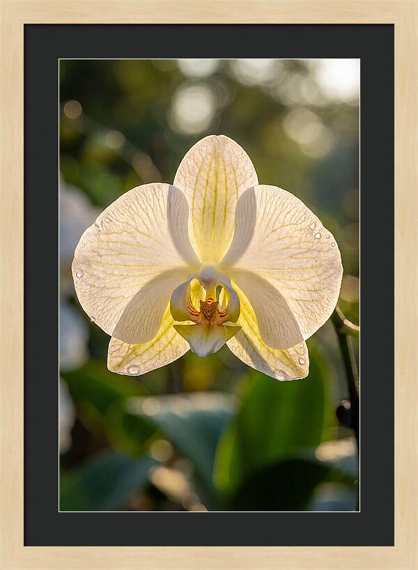 Orchid Petals Translucent