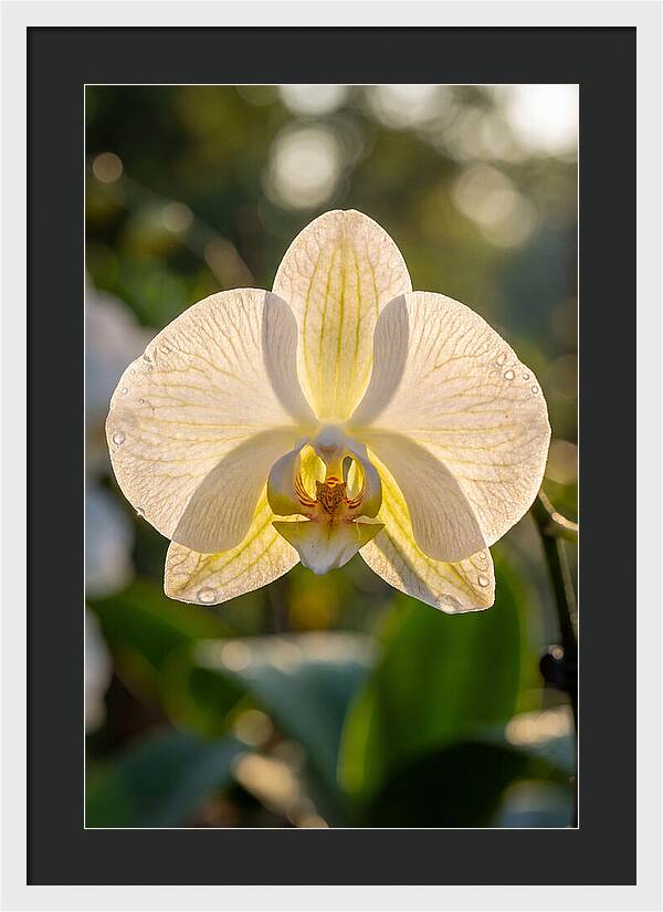Orchid Petals Translucent