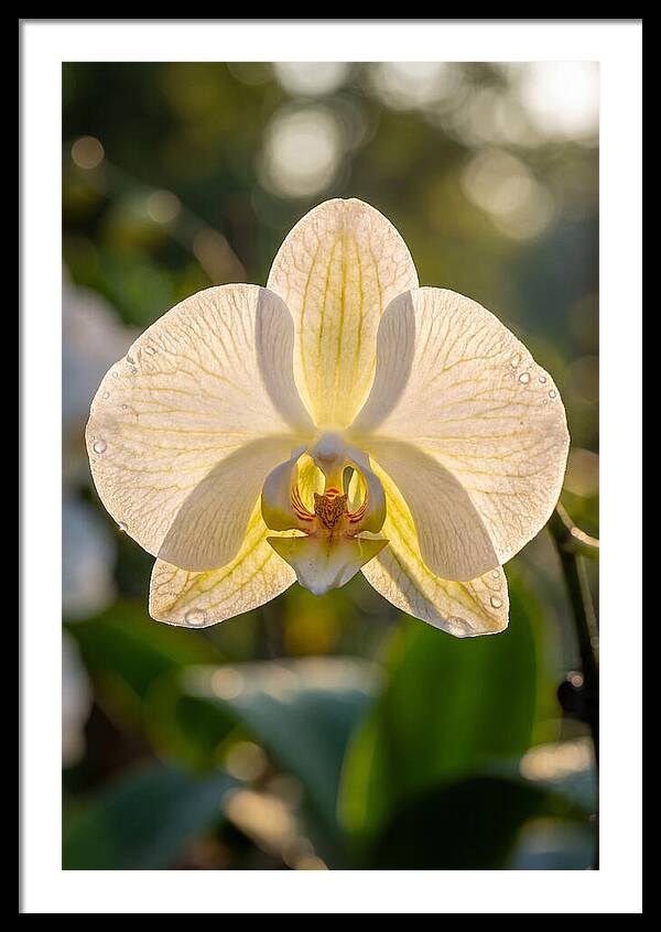 Orchid Petals Translucent
