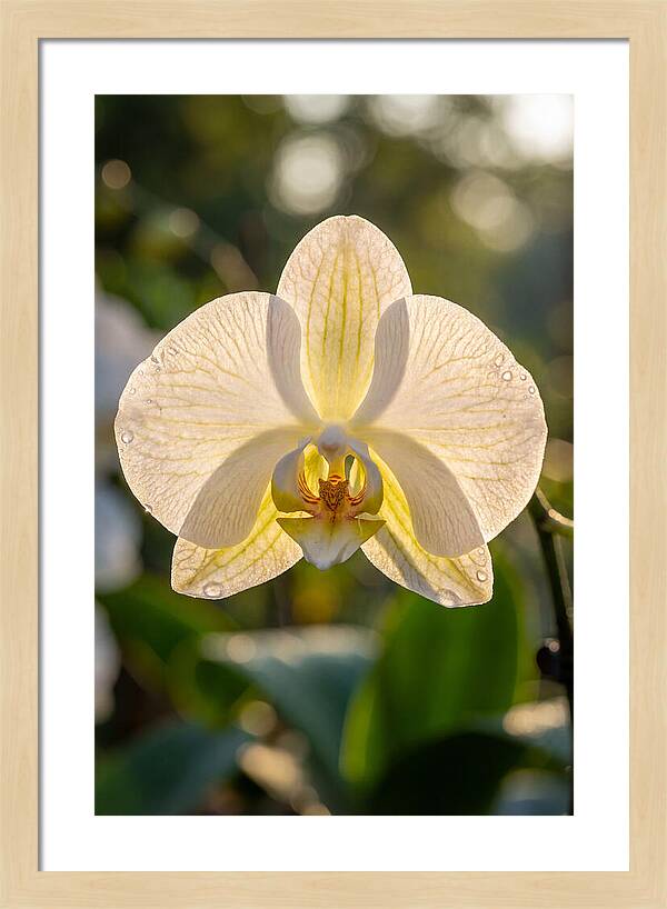 Orchid Petals Translucent