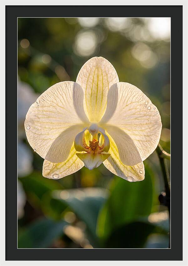 Orchid Petals Translucent