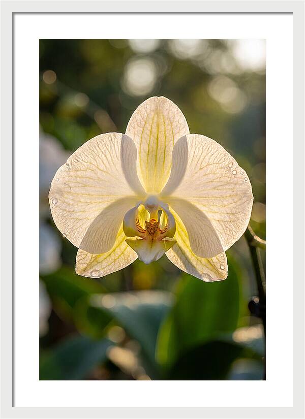 Orchid Petals Translucent