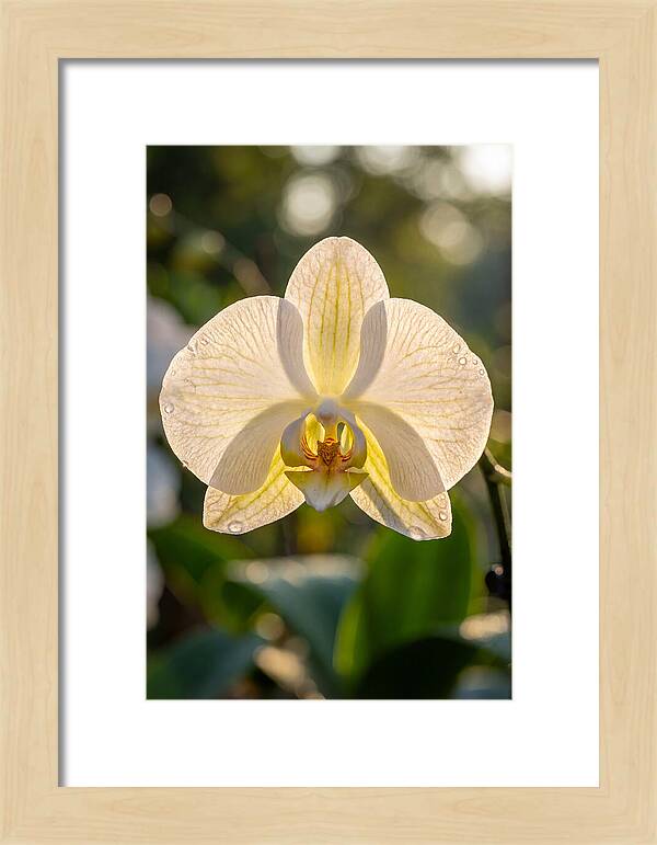 Orchid Petals Translucent