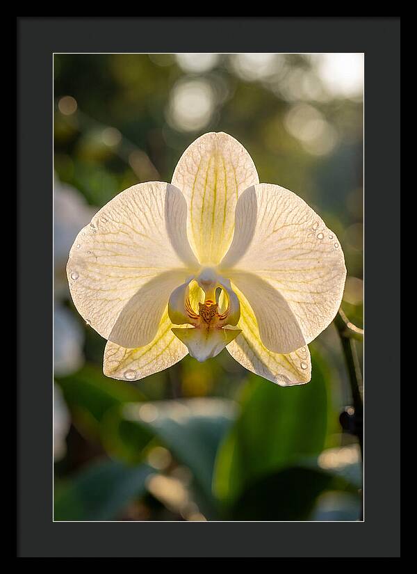 Orchid Petals Translucent