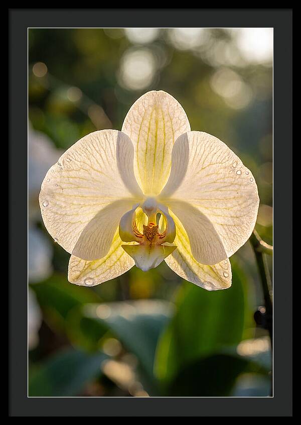 Orchid Petals Translucent