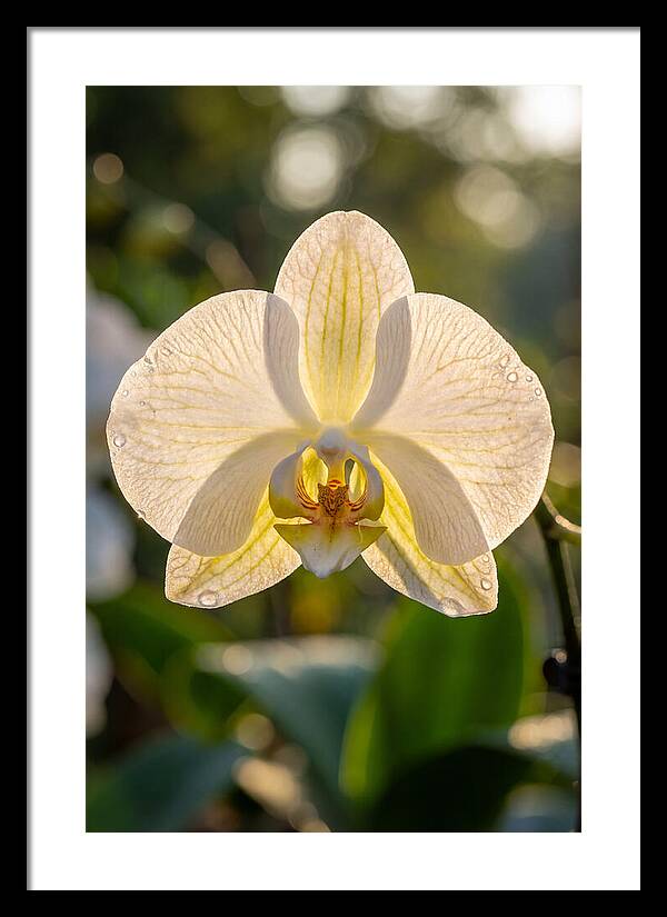 Orchid Petals Translucent