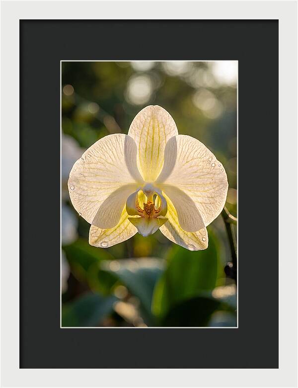 Orchid Petals Translucent
