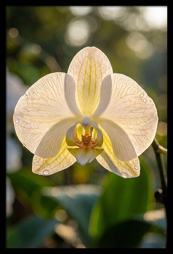 Orchid Petals Translucent