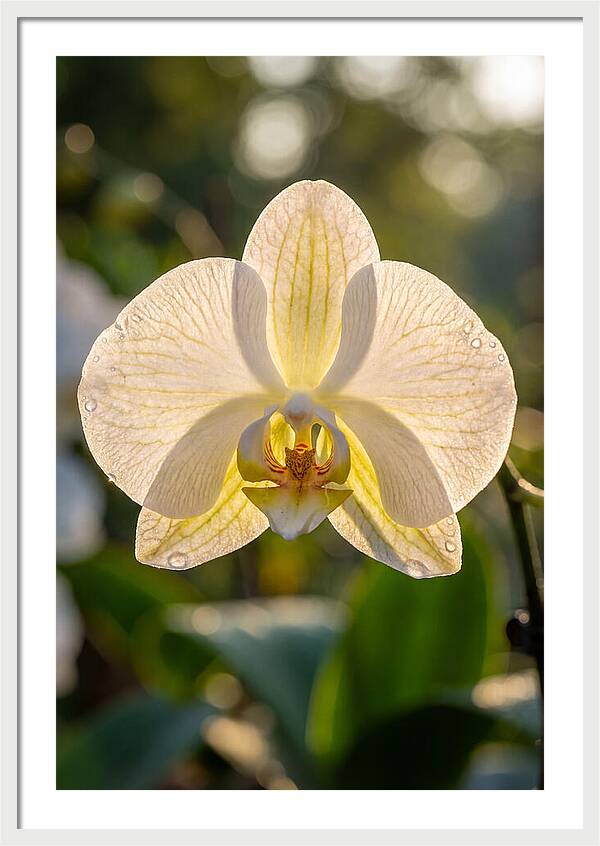 Orchid Petals Translucent