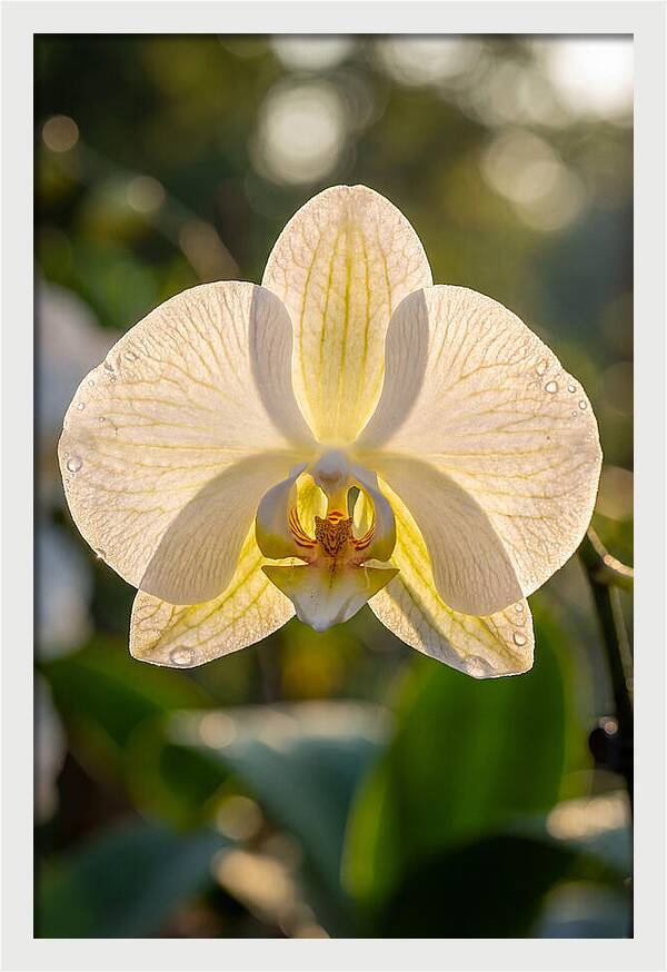 Orchid Petals Translucent