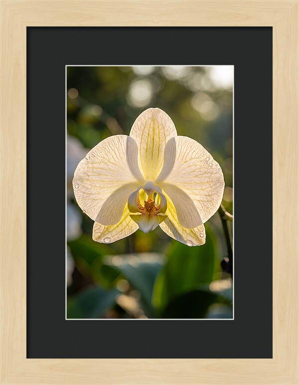 Orchid Petals Translucent