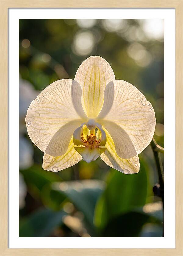 Orchid Petals Translucent
