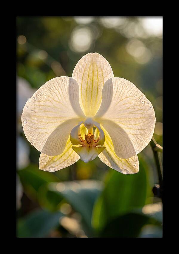 Orchid Petals Translucent