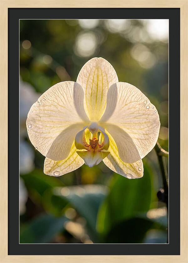 Orchid Petals Translucent