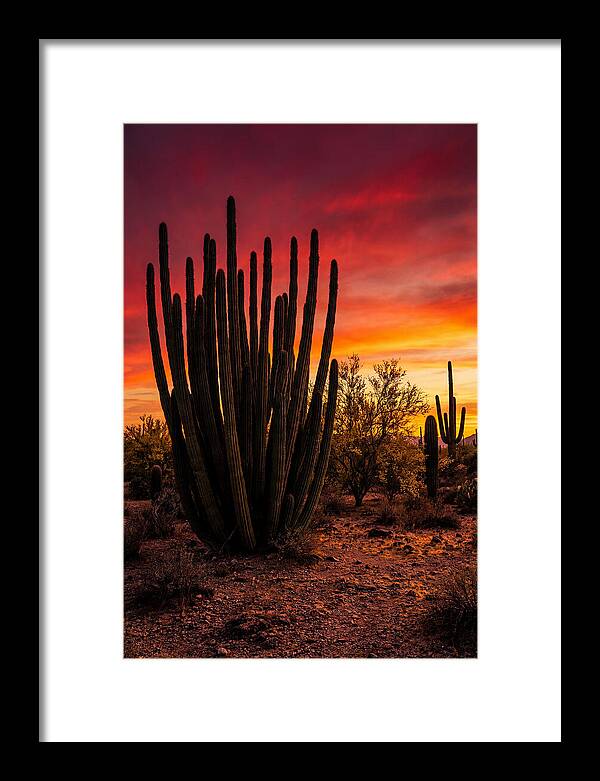 Organ Pipe Cactus Sunset