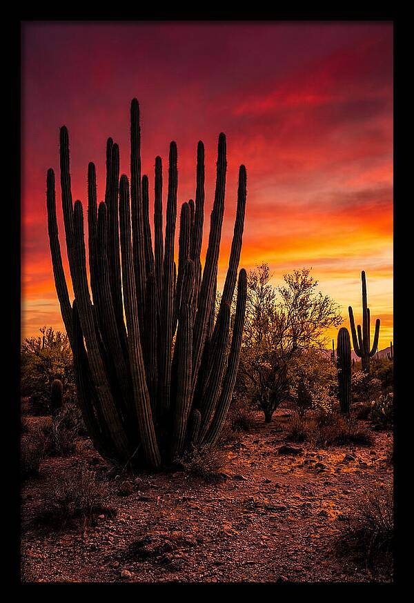 Organ Pipe Cactus Sunset