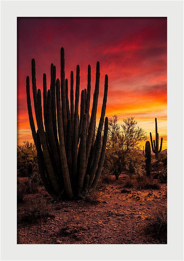 Organ Pipe Cactus Sunset