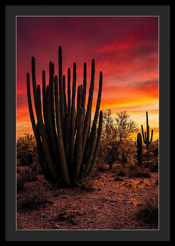 Organ Pipe Cactus Sunset