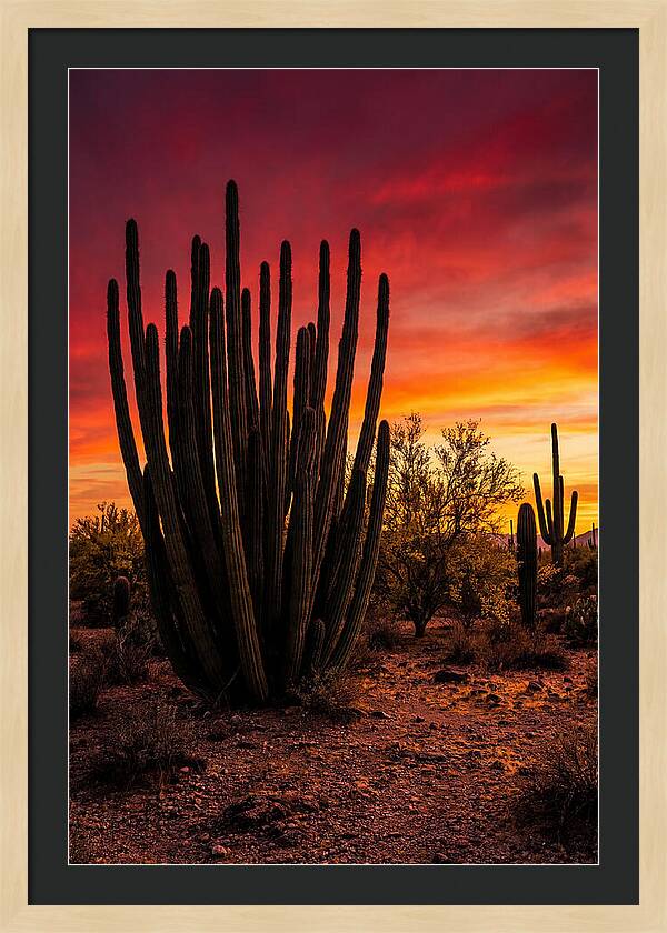 Organ Pipe Cactus Sunset