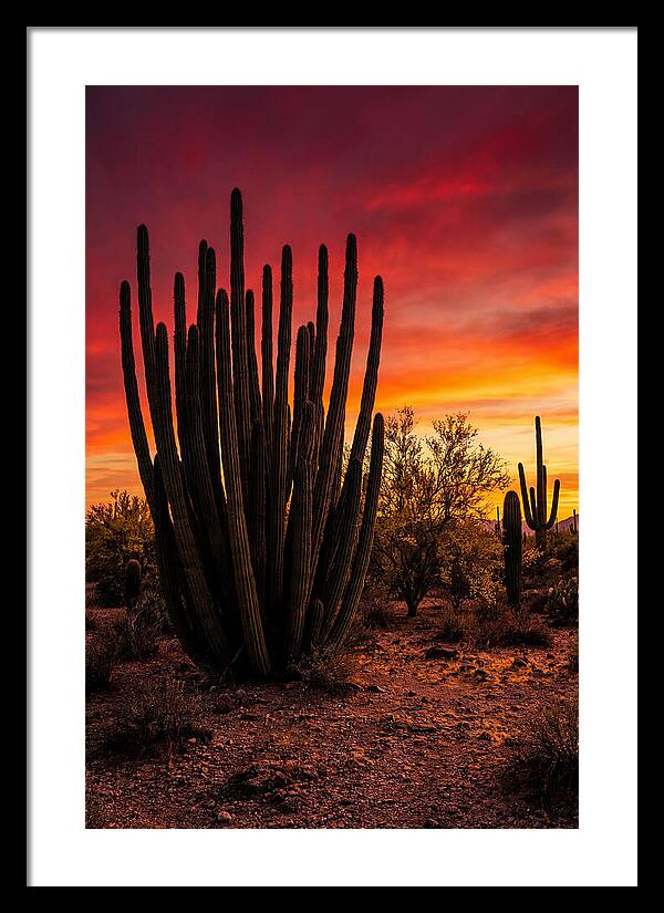 Organ Pipe Cactus Sunset