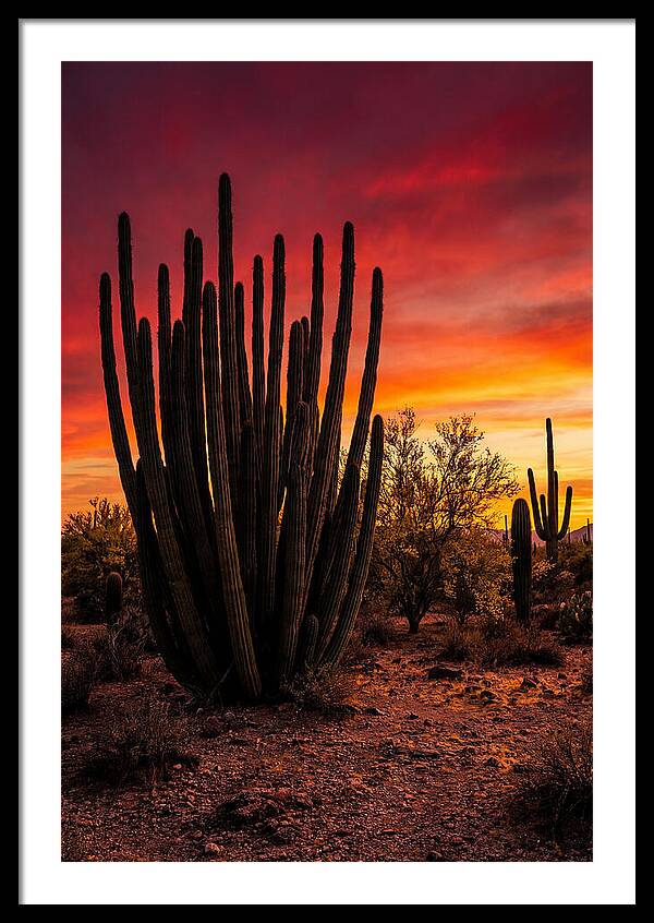 Organ Pipe Cactus Sunset