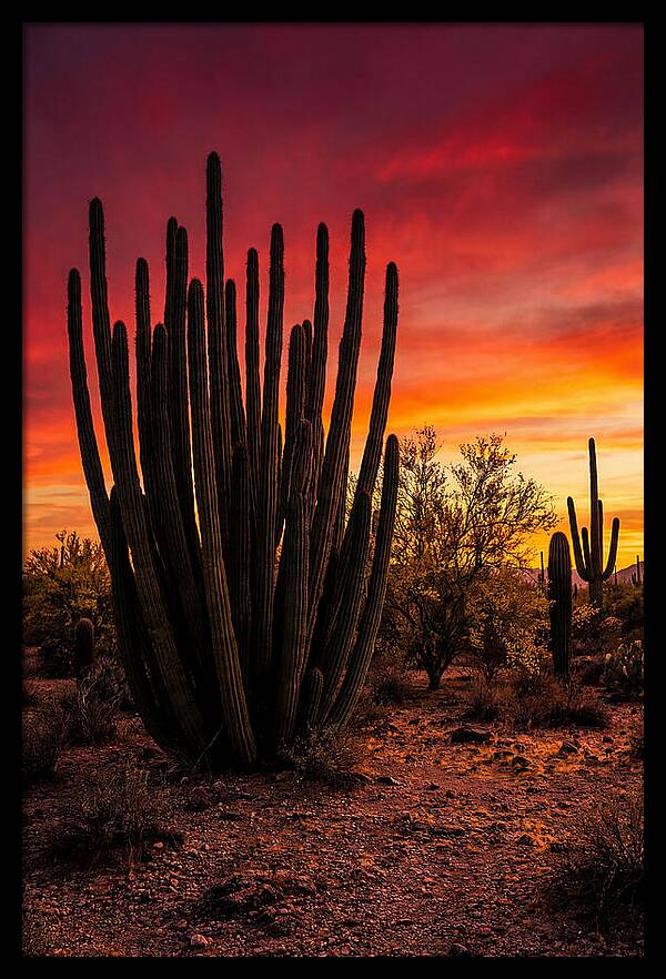 Organ Pipe Cactus Sunset