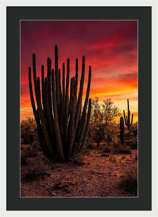 Organ Pipe Cactus Sunset
