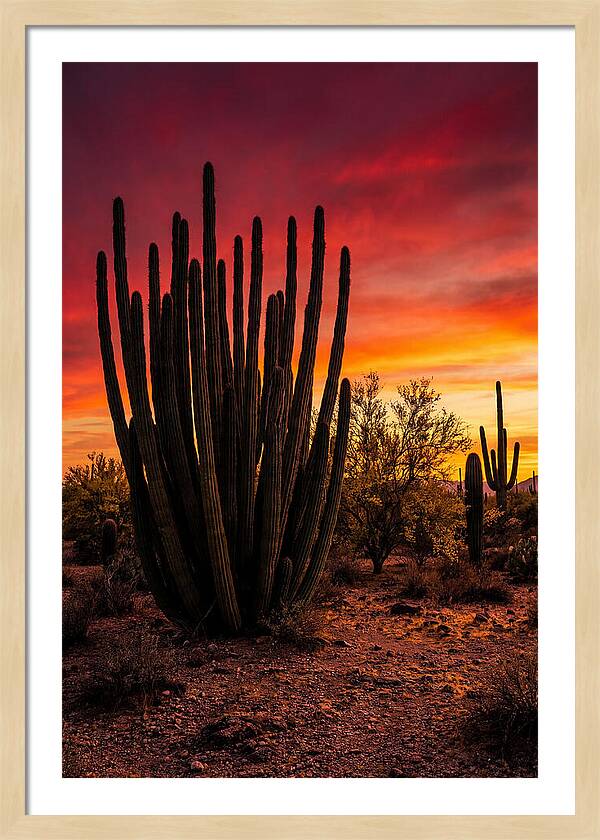 Organ Pipe Cactus Sunset