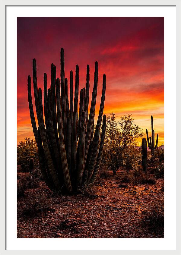Organ Pipe Cactus Sunset