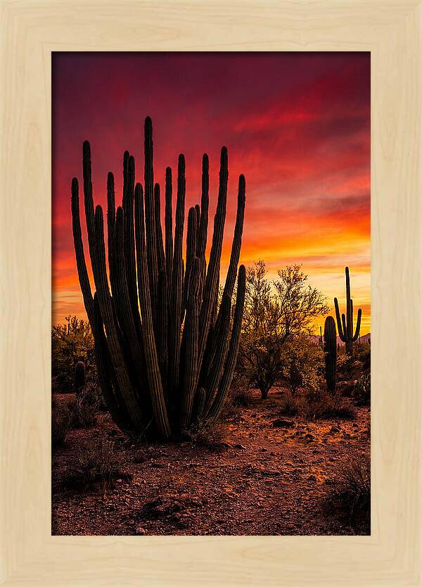 Organ Pipe Cactus Sunset