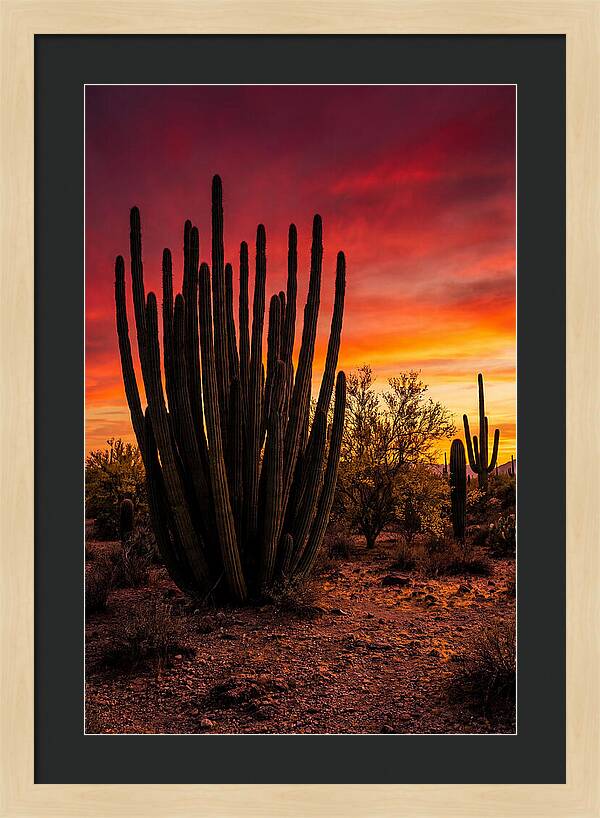 Organ Pipe Cactus Sunset