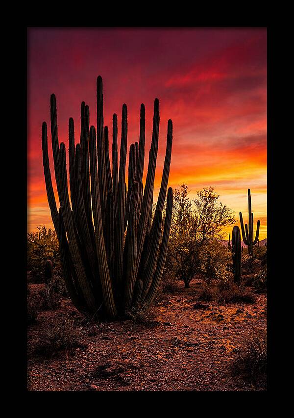 Organ Pipe Cactus Sunset
