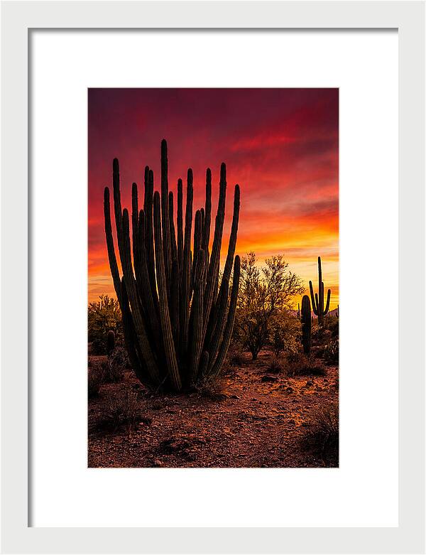 Organ Pipe Cactus Sunset