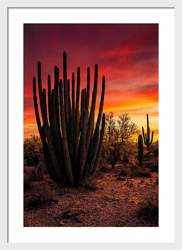 Organ Pipe Cactus Sunset