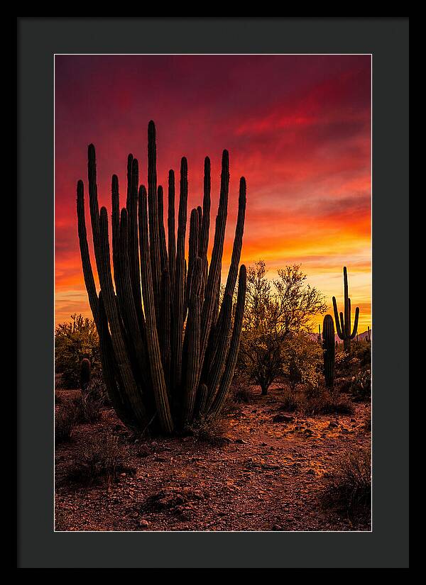 Organ Pipe Cactus Sunset